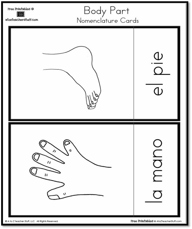 Body Part Nomenclature Cards - Spanish {free printables}